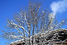 冬天,雪,樹