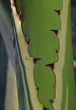 背景,仙人掌,關(guān)閉