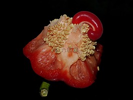 紅辣椒,種子,紅色