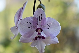 花,性質(zhì),植物