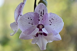 花,性質(zhì),植物