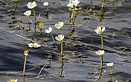 水毛茛,毛茛,hahnenfußgewächs