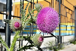 牛蒡,盛開的牛蒡,花卉
