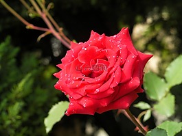 玫瑰,鮮花,紅色