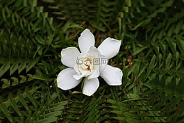 白,花,春