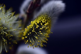 牧場,褪色柳,開花
