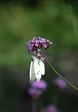 蝴蝶,花卉,性質(zhì)