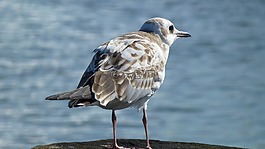 海鷗,鳥,水禽