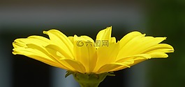 花,黃色,開花