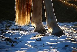 馬,雪,蹄