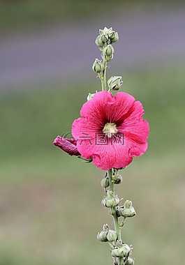 花,粉色,夏季花卉