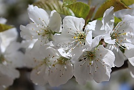 花,春天,櫻桃