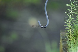 散景,迷迭香,绿色