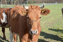 牛,牛肉,角