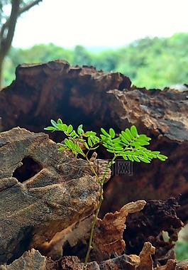 小植物,树,那棵大树