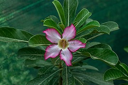 花,自然,花園