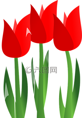 郁金香,鮮花,紅色