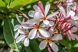 花,自然,花園