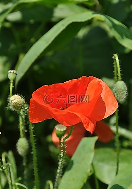 罌粟,性質(zhì),紅色