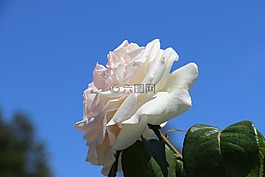 玫瑰,花,天空