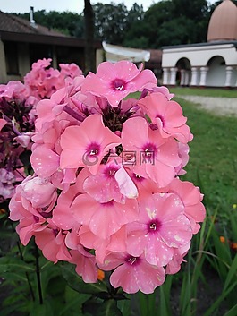 花,花園,植物區(qū)系