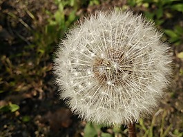 蒲公英,自然,植物區(qū)系