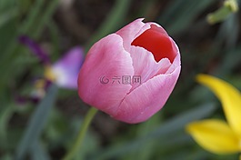 郁金香,粉紅色,schnittblume