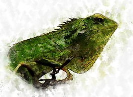 變色龍,爬行動物,蜥蜴