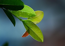 葉子,葉,綠色