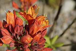 杜鵑花,開花,橙