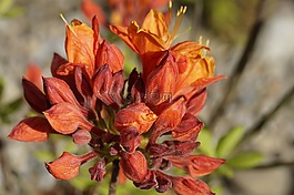 杜鵑花,開花,橙