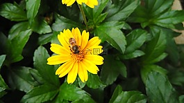 花,蜜蜂,黃色