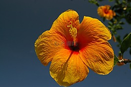 芙蓉花,花,黃色