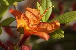 杜鵑花,開花,橙