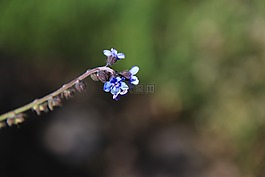 山的花,自然,特寫