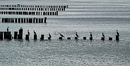 波羅的海,海岸,水禽