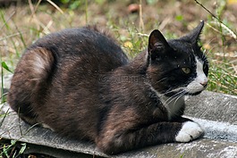 猫,野猫,休息的地方