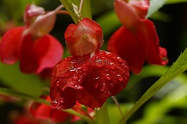 花園里的花,蘭花,花