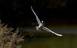 白鷺,鳥,野生動物
