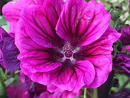花,開花,紫色的小花