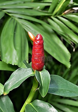 姜科植物,泰語,姜