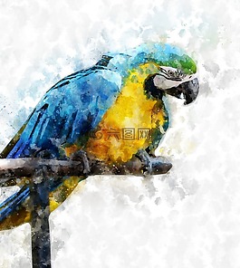 金剛鸚鵡,鳥,動物