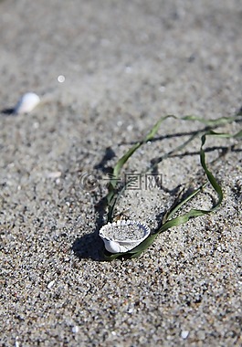 海灘,沙,波羅的海
