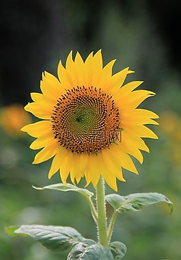 向日葵,花,黃色