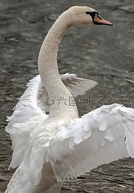 天鵝,動物,翼