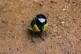 山雀,鳥,羽毛