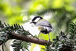 山雀,鳥,羽毛
