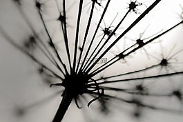 黑色,白,輪廓
