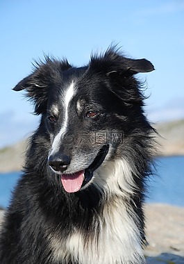 狗,边境牧羊犬,黑色和白色
