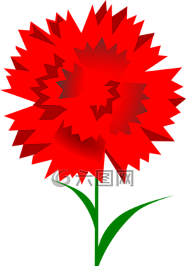 康乃馨,花,红色